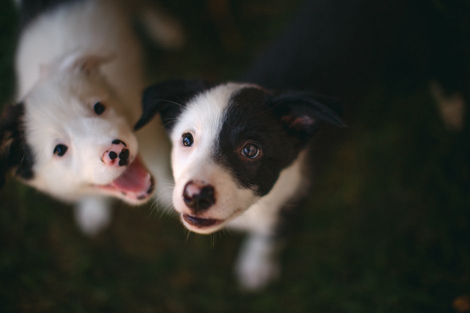 Two playful Border Collie puppies with joyful expressions enjoying the outdoors.