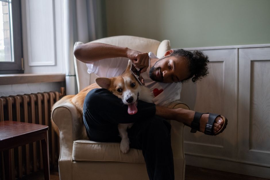 A man lovingly combs his corgi while sitting in an armchair at home, showcasing pet care and affection.